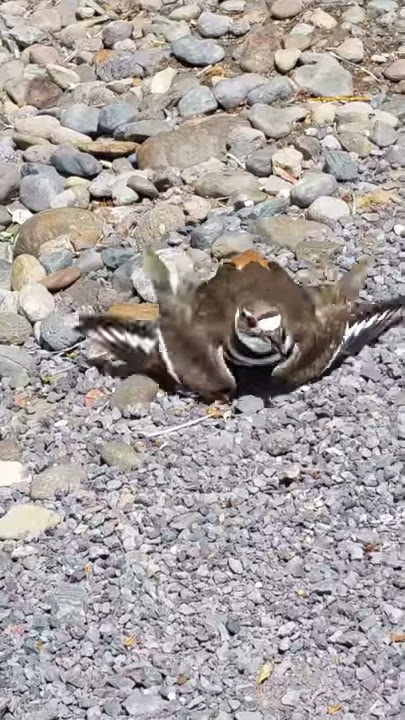 Killdeer bird protecting their nest