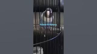 Masteran Lovebird isian suara Kasar Walang kecek dan cililinan bikin Lovebird langsung nyaut