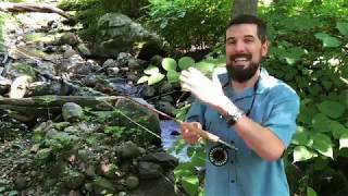 Best Small Stream Fly Rod for Under $100