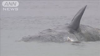 大阪湾の迷いクジラ 死んだことを確認　処理方法きょう夕方に決定へ(2024年2月19日)
