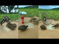 Simply Amazing Creative Most Effective Quail Trap - Bird Trap #ytshorts #shortvideo