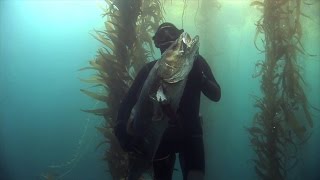 White Sea Bass Spearfishing with Terry Maas