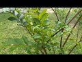 100% Pure Neem Oil, 100% Cold Pressed and Unrefined