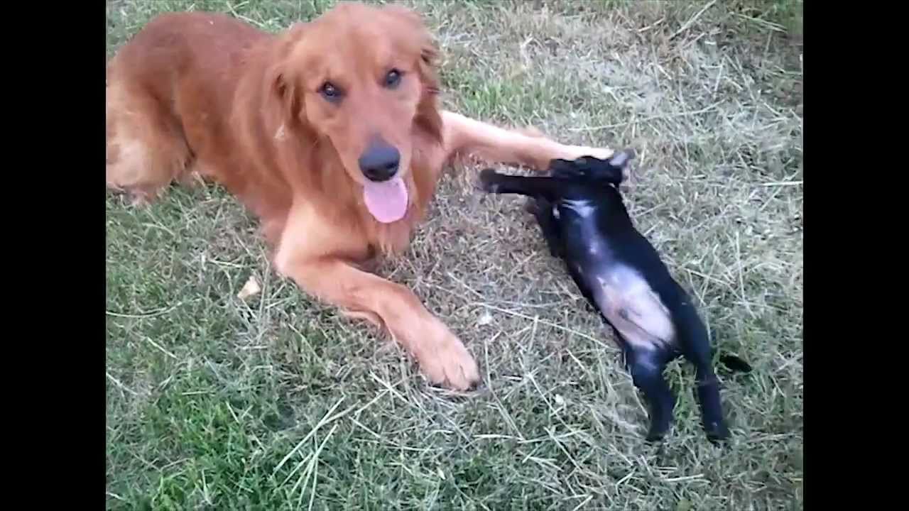 Pit Bull Puppy Attacks Golden Retriever Youtube