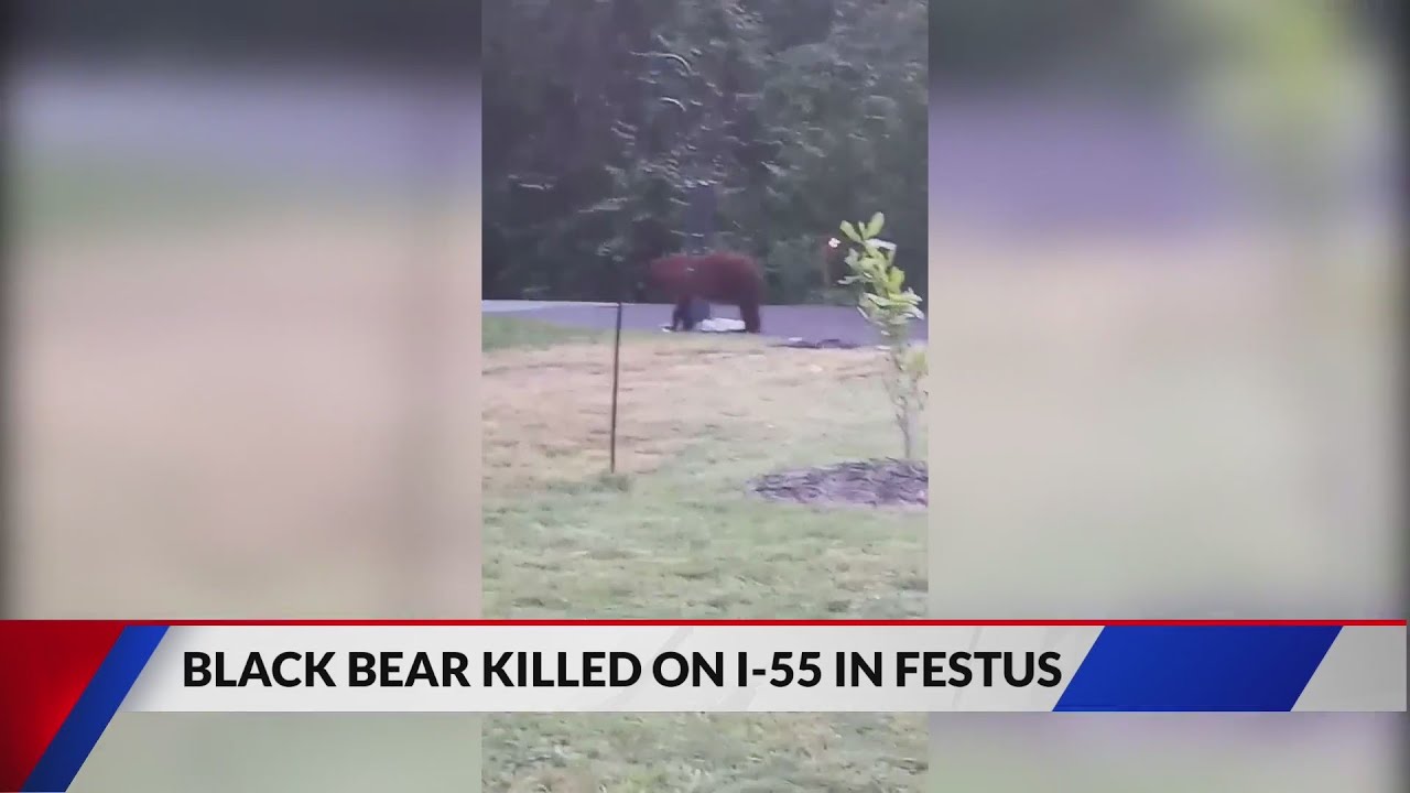 Bear Struck And Killed On I 55 Nb Hours After Black Bear Sighting Youtube 
