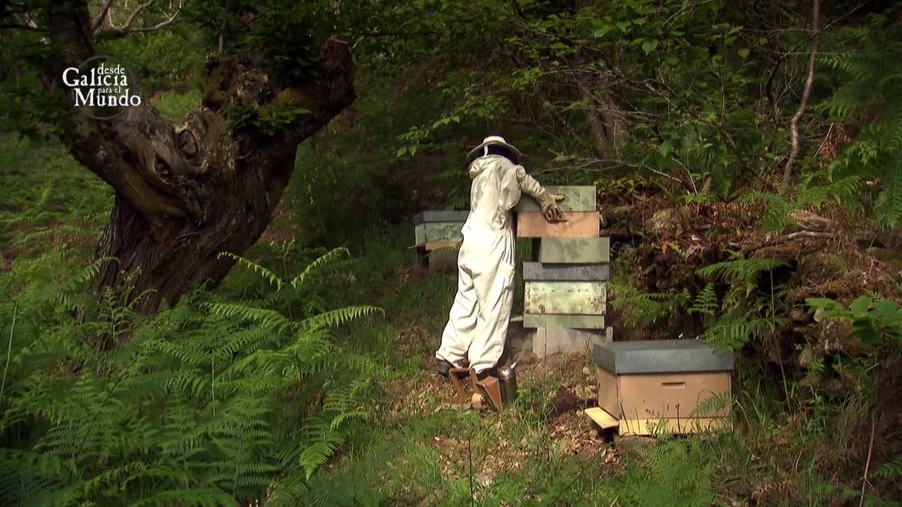 ENTRE VIÑAS Y COLMENAS