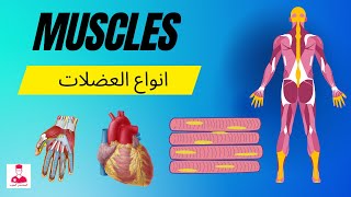 العضلات  || muscles