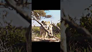 SIMBA X NALA LOVE BIRDS #edit #shorts #lionking