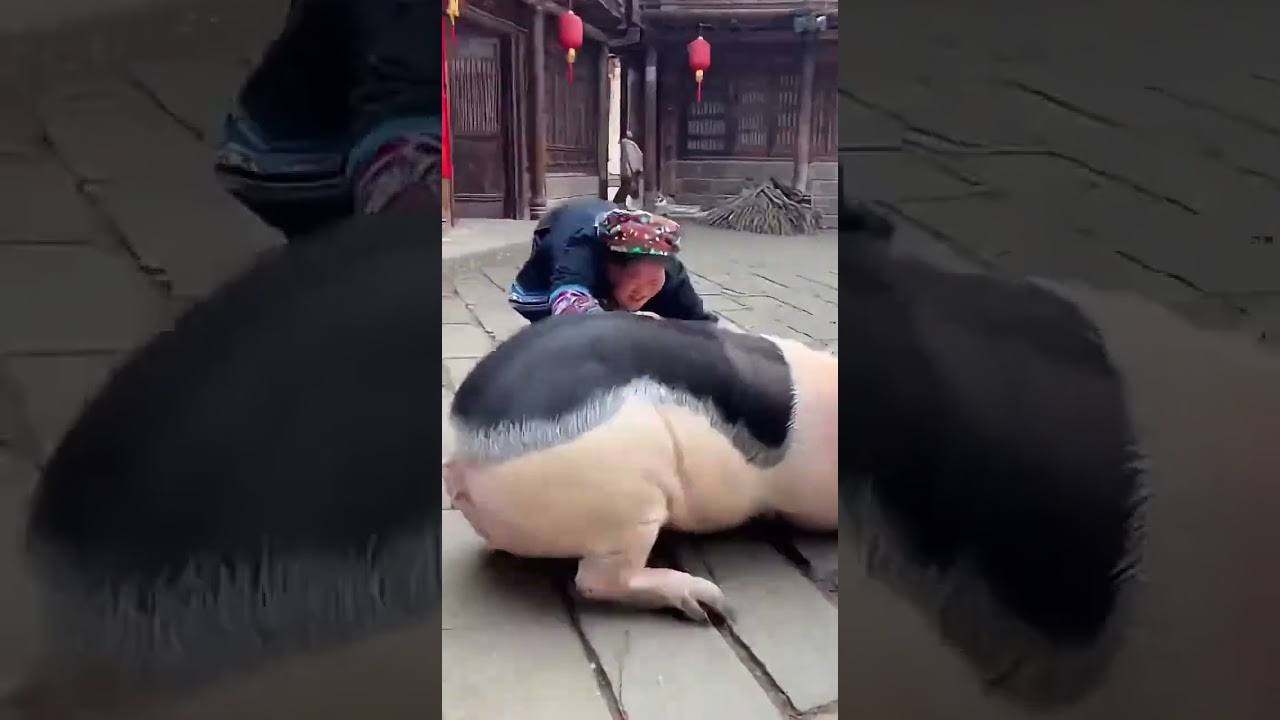 Country Life Pig Rare Seeing Interesting AI Creation Wave Plan 🐸 P640