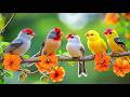 Heal Your Work Fatigue Birdsong Piano For Deep Recovery