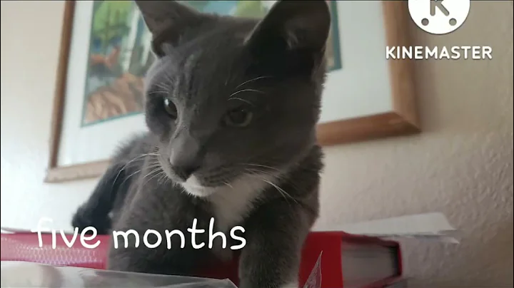 The journey of Milo