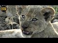 safariLIVE - Sunset Safari 7, November 2019