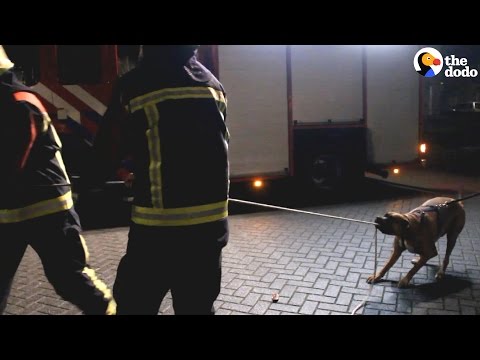 Wideo: Pet Scoop: Psy reagują na kierowanie ogonem, strażacy ratują psa z powodzi