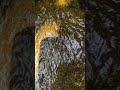Sliding Stream Over Stone | No Talking, Real Nature #naturalambience#focusbackground#realnature
