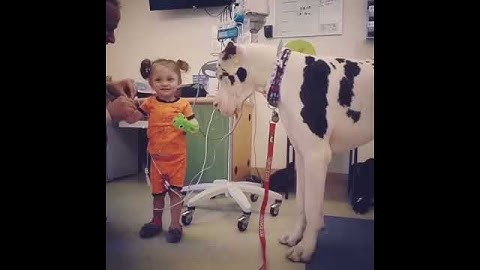 ‘He Likes the Bubbles!’ – Great Dane Plays With Little Girl in Hospital