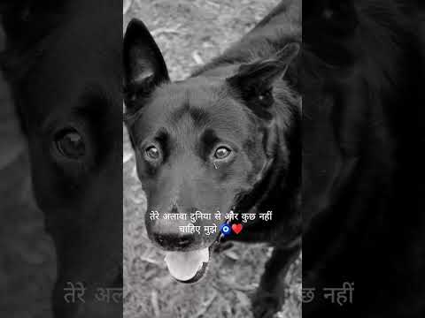 New vlog #dogs #newvlog news #youtubeshort #labrador #dog