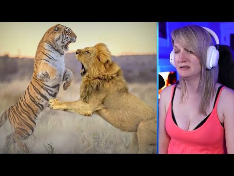 What Happens When The Largest Felines Battle Against Each Other Part 2 | Pets House