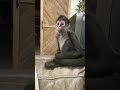 Lucy (spider monkey) sweet talking dad💜