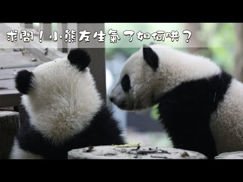 《熊貓早晚安》求問！小熊友生氣了如何哄？| iPanda
