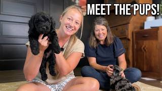 What Are Marley s Pups Doing Now