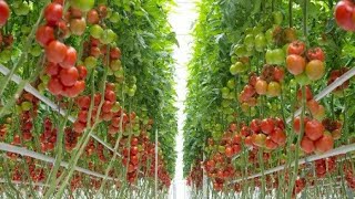 Tomato Cultivation in Nepal | टमाटर खेती गर्ने प्रबिधी | Commercial tomato cultivation |Biru