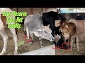 "Support Cows, Support Kindness."||SAVE GAU MATA