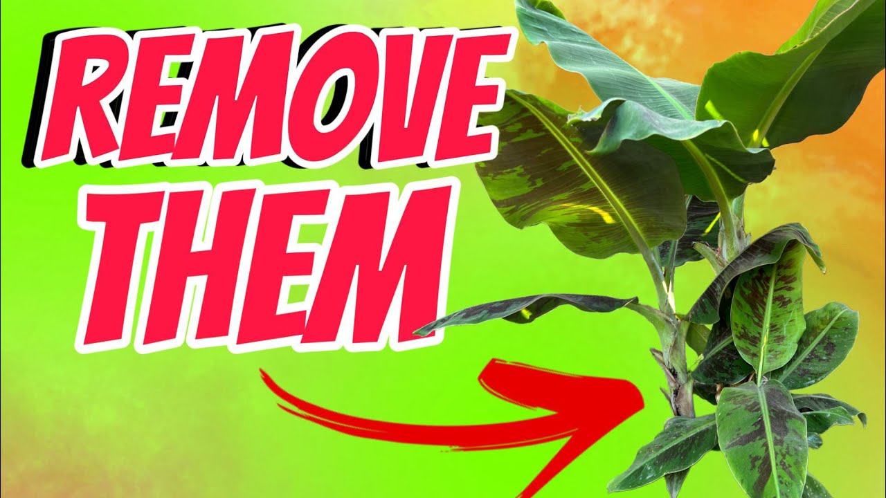 remove-the-banna-tree-pups-here-is-why-youtube