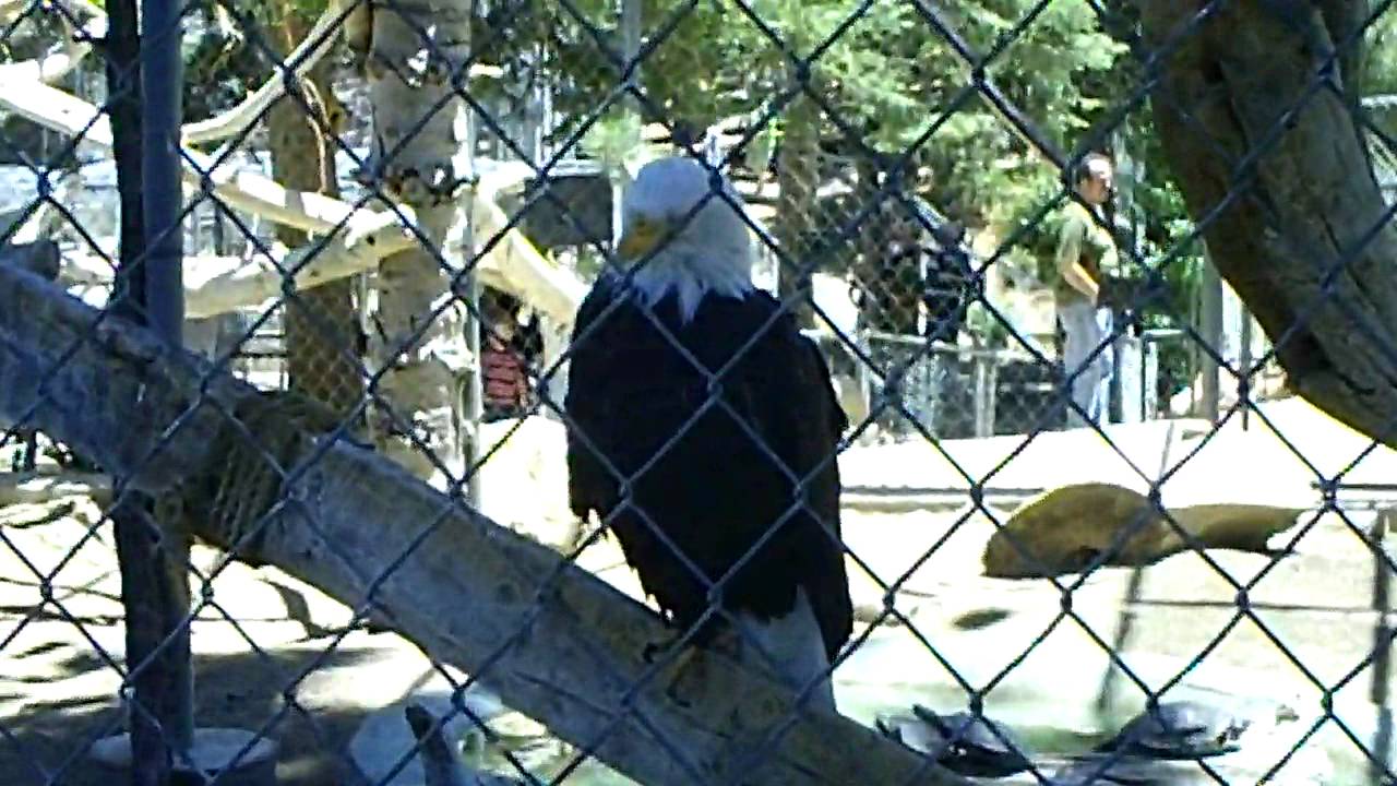 Bald Eagles At Moonridge Zoo In Big Bear, California YouTube