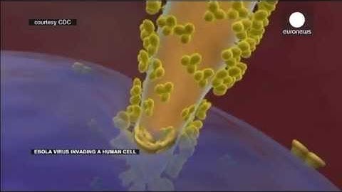 Video: Animation shows how Ebola virus invades a human cell (no comment)