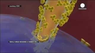 Video Animation Shows How Ebola Virus Invades A Human Cell No Comment