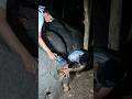 tricks to get guinea pigs out of rock holes #shortvideo #animals #nature