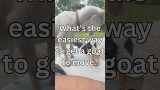 Goat Wrangling 101: Expert Tips and Tricks for Getting Goats to Move Without the Fuss!  #goatfarming
