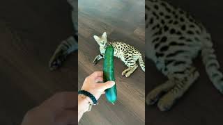 GIVE YOUR CAT A CUCUMBER #shorts