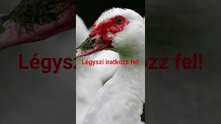 Jönnek A Törpök...