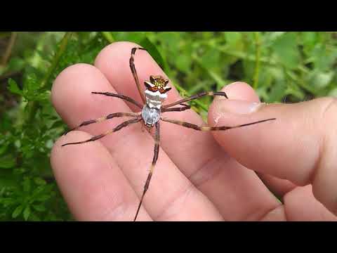 Vídeo: O Que é Surpreendente Sobre A Aranha Prateada