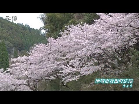 城原川沿い彩る 神埼市脊振町のサクラが見頃【佐賀県】 (20/03/31 17:27) - 城原川沿い彩る 神埼市脊振町のサクラが見頃【佐賀県】 (20/03/31 17:27)