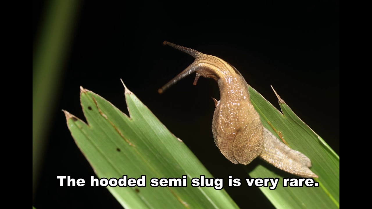 Zieria Collina and the hooded semi-slug