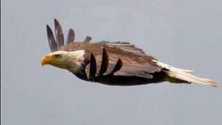 Bald Eagle Images | Early Years