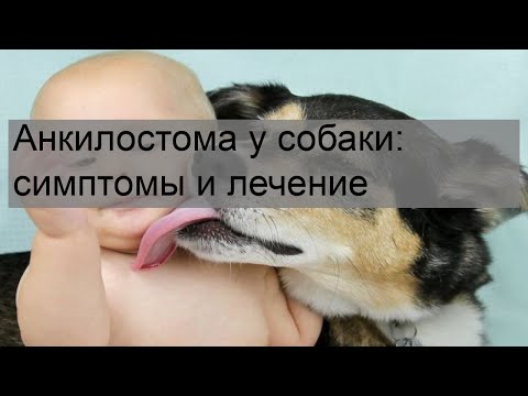 Видео: Может ли собака умереть от анкилостомоза?