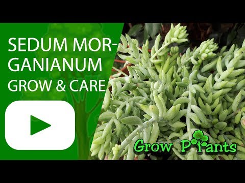 Sedum morganianum - grow and care (Also can grow indoor)