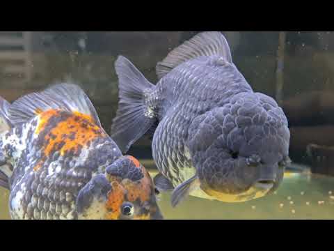 วีดีโอ: วิธีทำระเบียงในตู้ปลา