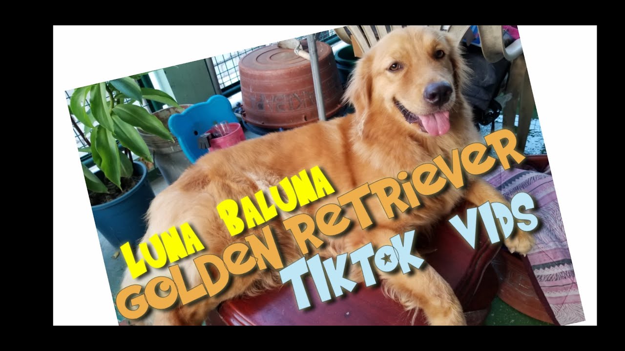 GOLDEN RETRIEVER TIKTOK COMPILATION / LUNA'S VERSION/ OUR GOLDEN