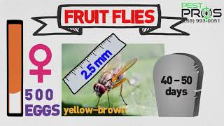 Pest Pros of Michigan: Fruit Flies Information