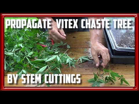 Propagate Vitex Chaste Trees by Cuttings
