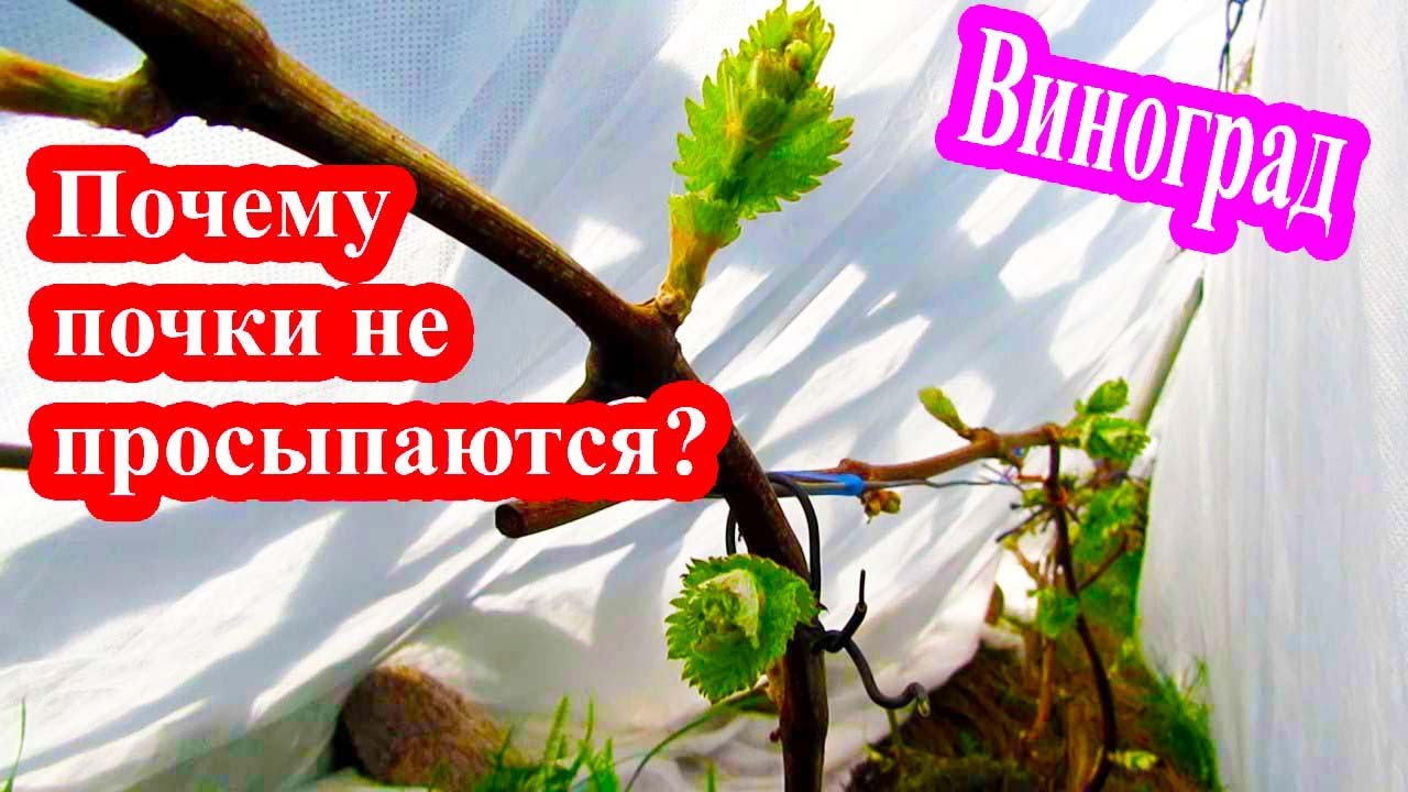 🔴🔴Почему Почки винограда не просыпаются? Виноград под временным укрытием.
