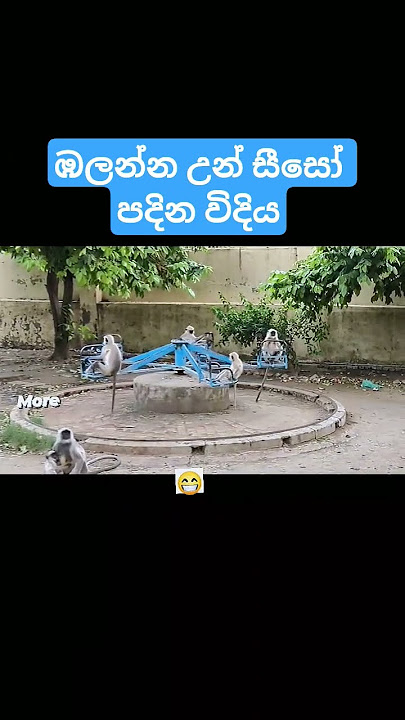 බලන්න උන් සීසෝ පදින හැටි 🤣🤔😎❤️ #love #viral #funny #trending #natawannam #hanumavannam #vannam