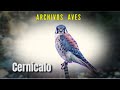 CERNÍCALO - Archivos Aves