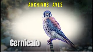 CERNÍCALO - Archivos Aves