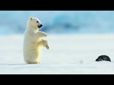 Polar bear cub