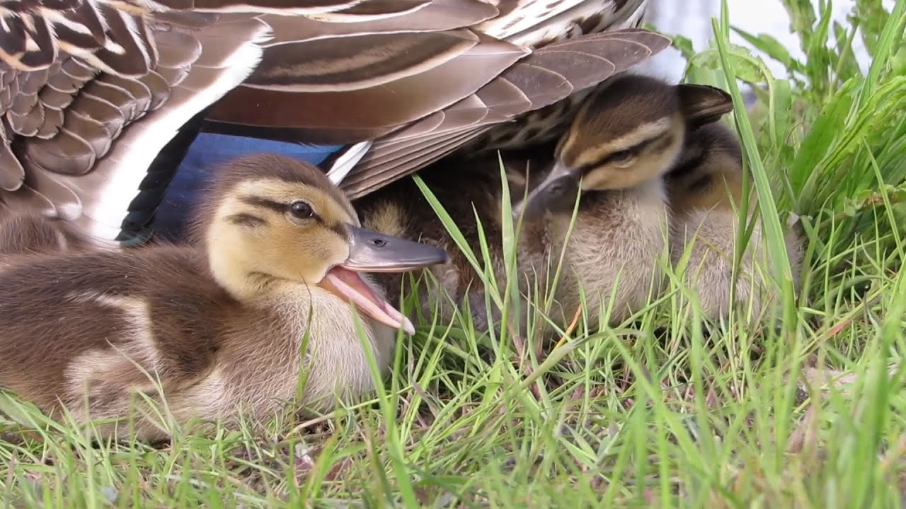 camera iphone 8 plus apk Mallard ducklings 🐥. For SULLY ⛵️